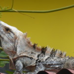 P1010278