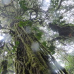 Santa Elena Cloud Forest P1010493