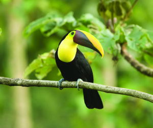 Playtimes HK - explore and travel - Costa Rica