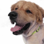 carson – high res