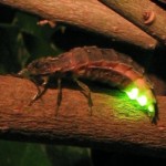 firefly