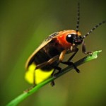 firefly-pics2