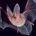 bat