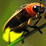firefly
