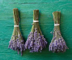 Playtimes HK - essential oils in pregnancy