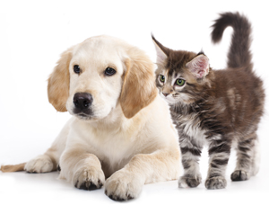 300x-shutterstock_109832201
