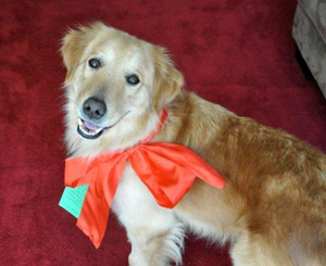 santa-paws