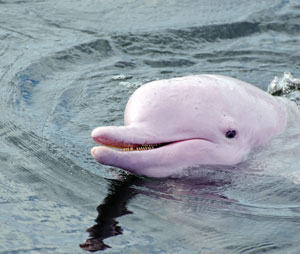 Feature-Dolphin