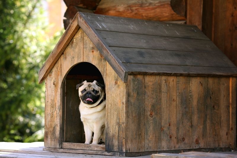 dogs in Hong Kong kennel