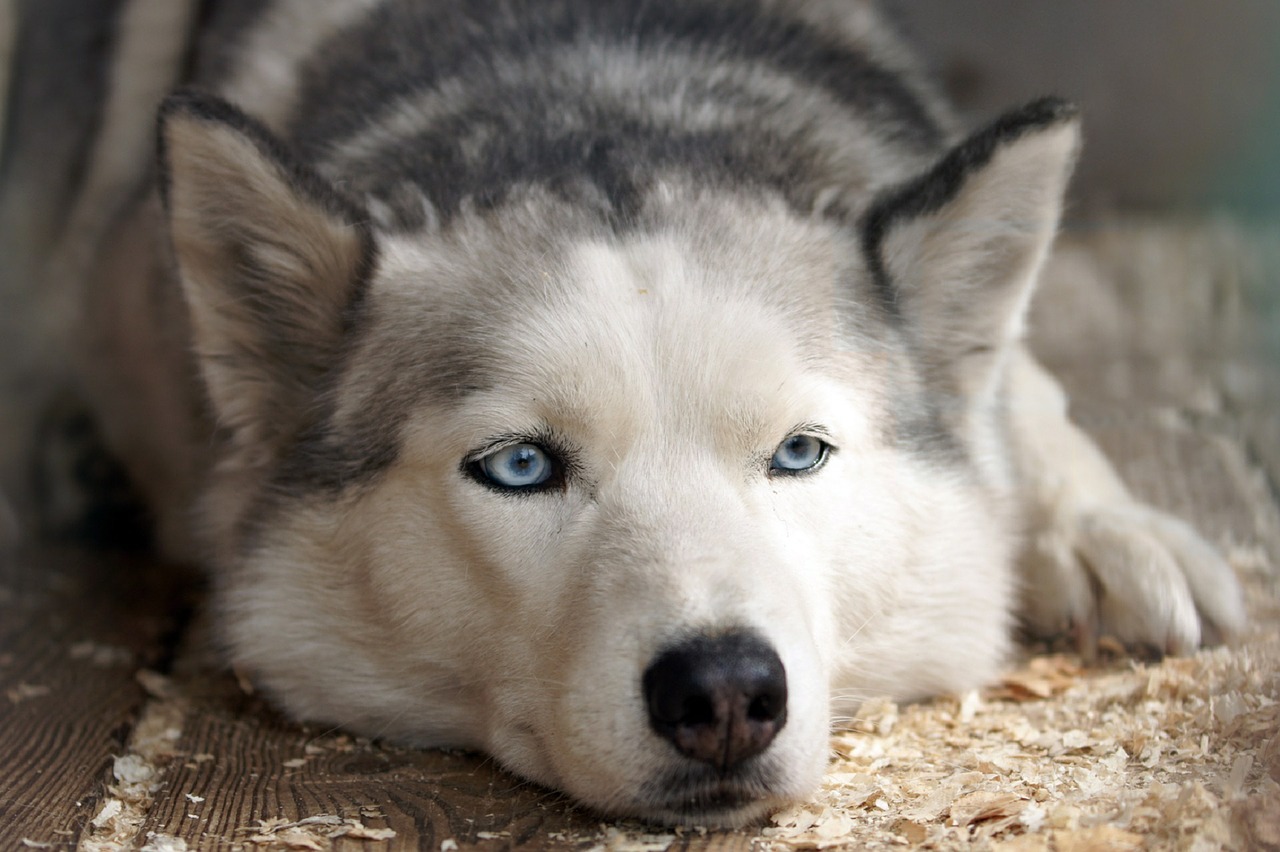 husky dog in Hong Kong