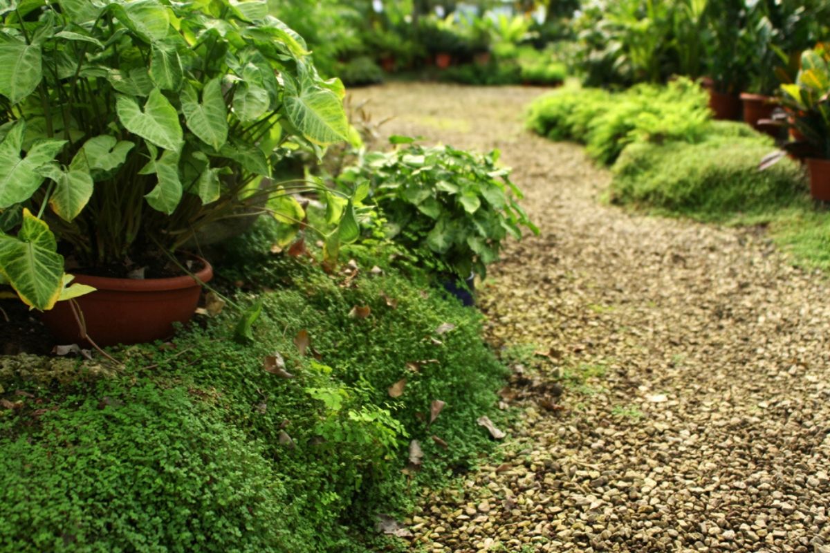 Kadoorie Farm