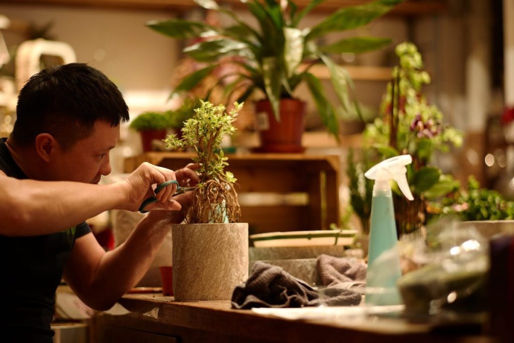 Man clipping a bonsai tree