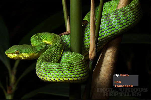 Private Snake tour Kadoorie Farm