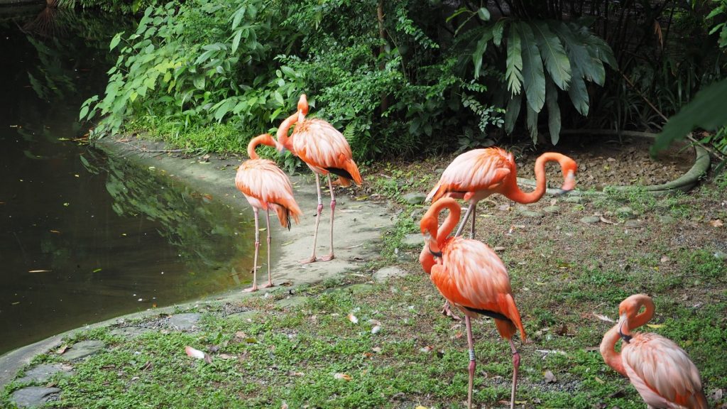 Kadoorie nature and wildlife