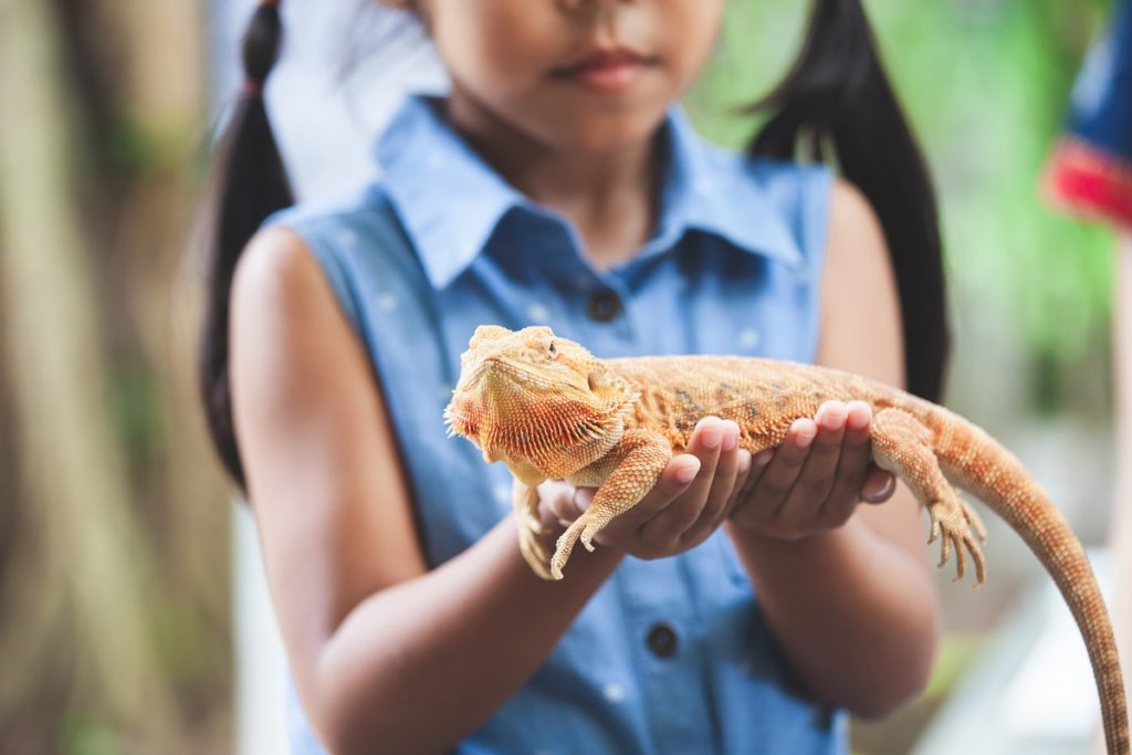 A small girl holding an Iguana: benefits of owning a pet