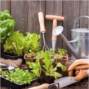 Home Gardening for the Community at K11