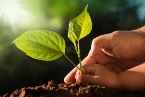 hand holding two leaves - plant based meat alternatives