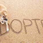 Adopt,Shelter,Dog