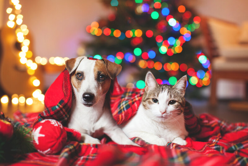 christmas gift guide pets