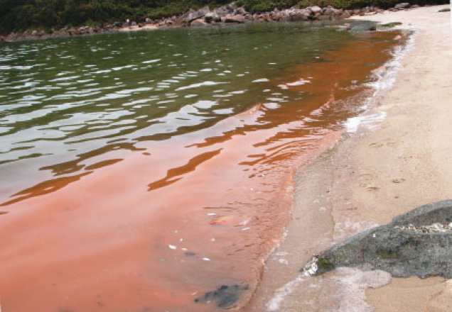 red tide in hong kong