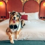 DOg staycation at Ovolo hotels