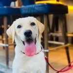 Dog friendly Staunton’s Gastropub