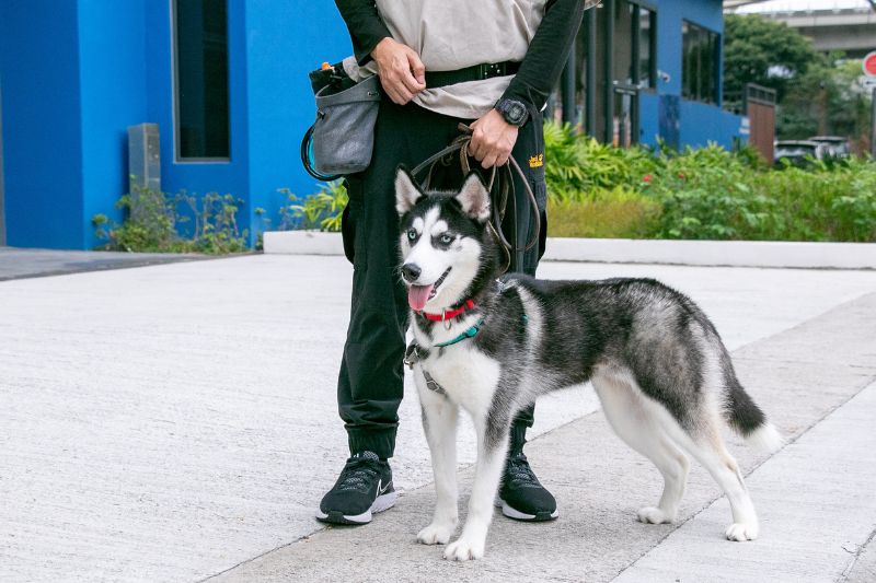 SPCA Dog Centre